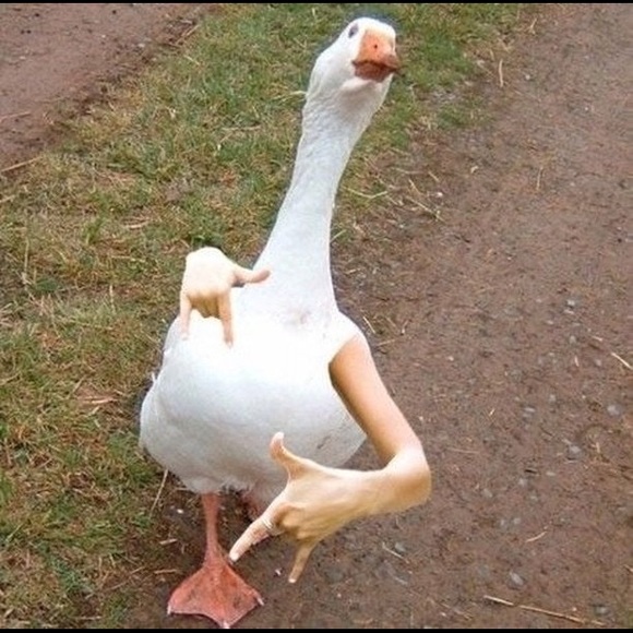 liamnintzel